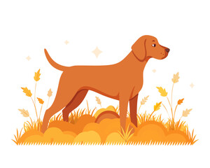 Hungarian hound pointer vizsla dog in autumn time in the field