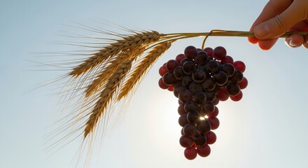 Fresh harvest of wheat and grapes against a bright sky for agriculture and food concepts use
