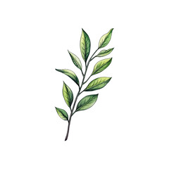 laurel hand drawn illustration