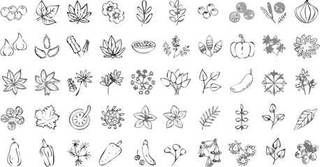 Collection of hand drawn sketches of various plants fruits and vegetables in black and white simple style