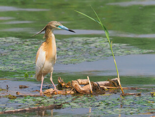 The squacco heron bird in a swamp, Ardeola ralloides