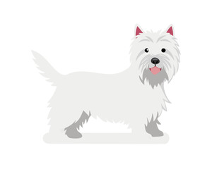 The west highland terrier dog in front of white studio background
