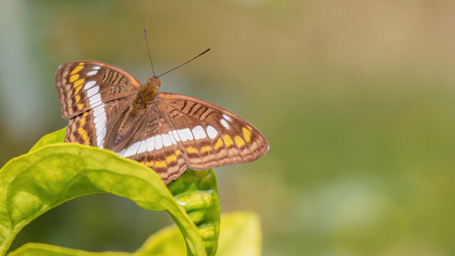 An Adelpha alala butterfly resting on Australian cheesewood leaf, in a forest in the eastern Andean mountains of central Colombia, near the town of Villa de Leyva.
