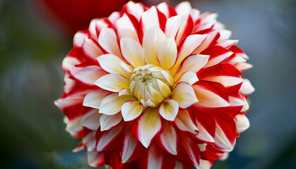 Close Up Of Dahlia Flower With Red And White Petals And Yellow Center