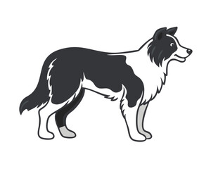 Border Collie (2 years old)