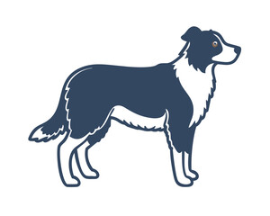 Border Collie (2 years old)