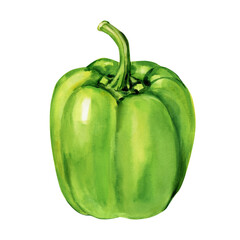 Green bell pepper watercolor painting fresh vegetable food illustration healthy organic kitchen art on white background