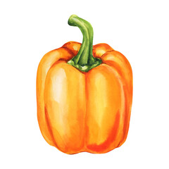 Orange bell pepper watercolor painting vegetable food illustration healthy organic kitchen art on white background