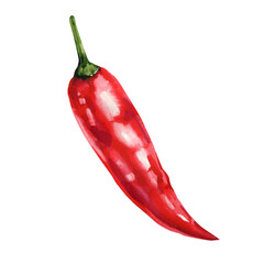 Red chili pepper watercolor painting hot spicy vegetable illustration organic cooking ingredient food art isolated on white