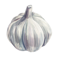Garlic bulb watercolor painting vegetable illustration organic aromatic cooking ingredient food art isolated on white background