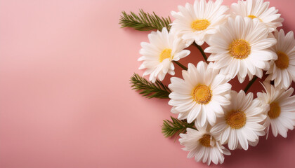 White Daisy Bloom Arrangement On Pink Background
