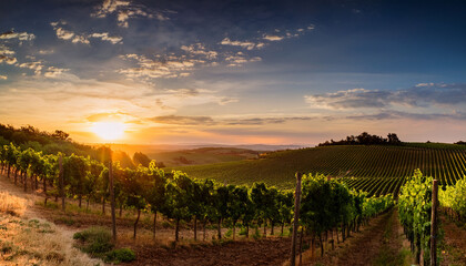 Fototapeta premium Vineyard In The Sunset Beautiful