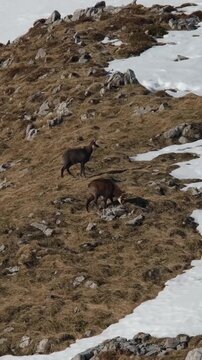 Wild mountain goats explore rocky terrain in early springtime snow