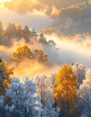 Fototapeta premium Golden autumn trees and frosty winter branches glow in morning mist
