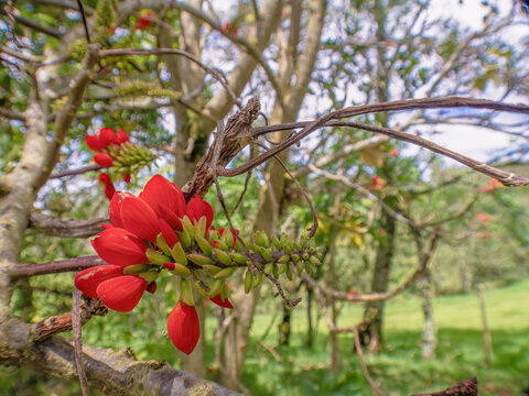Wide angle view of the exotic basul tree flowers and branches, in a farm in the eastern Andean mountains of central Colombia, near the Iguaque natural reserve.