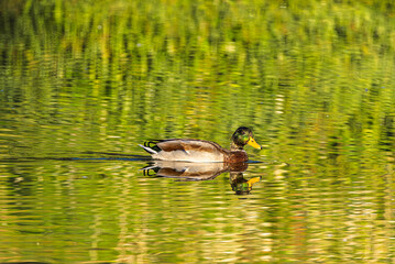Fototapeta premium mallard duck on the surface of a pond in the morning light