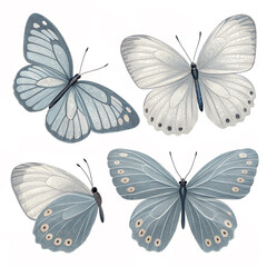 set of beautiful ash colour butterfly