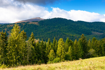 Fototapeta premium fir trees on meadow and hillside with conifer forest under the blue sky with clouds. mountainous countryside landscape of ukraine in early autumn