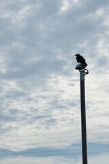 空とカラス