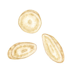 Watercolor Ginseng Slices Illustration. Apothecary Moon Magic Herb. Illustration of fresh ginseng root slices. Suitable for apothecary labels, herbal design, witchcraft themes, and holistic projects