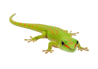 Isolated green and orange gecko reptile, Madagascan animal close-up, colorful pet wildlife