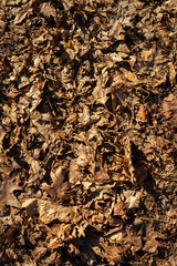 Natural pine forest ground with some leaves, twigs and seeds. Forest soil texture background