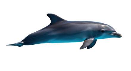 Isolated Dolphin Swimming underwater, Sea life, Ocean animal mammal, Marine wildlife
