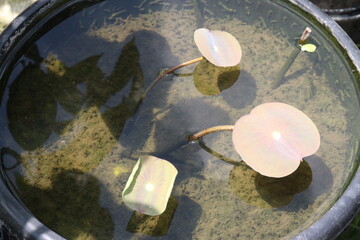 lotus flower plant with leaf