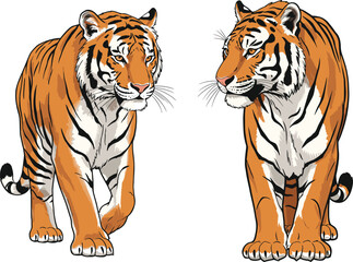Two tigers walking, realistic wild animals, orange fur, black stripes, jungle predators, majestic pose, nature illustration, wildlife art, isolated background