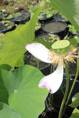 Nelumbo nucifera also called yellow lotus flower on pot