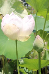 Nelumbo nucifera also called yellow lotus flower on pot
