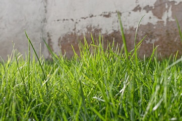 Green Grass against Concrete Wall Background