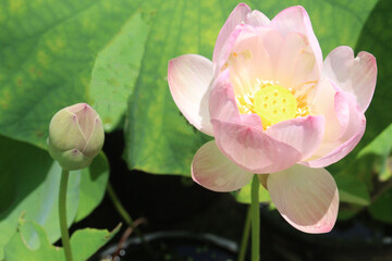 Nelumbo nucifera also called yellow lotus flower on pot