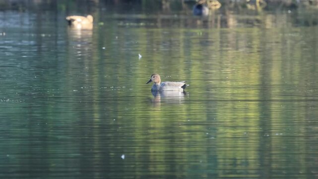 A gadwall on the lake, gadwall preening, the lake shimmers green through reflecting branches, grooved water surface, slight waves on the pond, idyllic scene on the lake with ducks, Mareca strepera