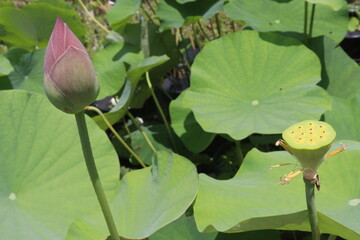 Nelumbo nucifera also called yellow lotus flower on pot