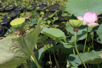 Nelumbo nucifera also called yellow lotus flower on pot