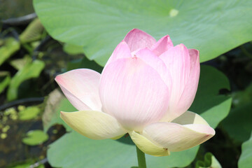 Nelumbo nucifera also called yellow lotus flower on pot