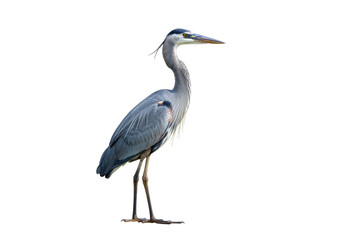 Isolated Great Blue Heron in side profile view, looking right, graceful bird, nature scene