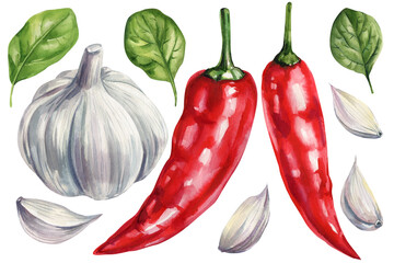 Watercolor garlic bulbs cloves red chili peppers and green leaves illustration organic spicy vegetables cooking food art isolated