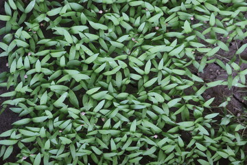 tomato seedling on farm for sell