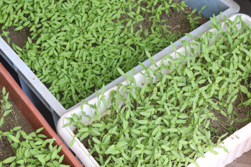 tomato seedling on farm for sell
