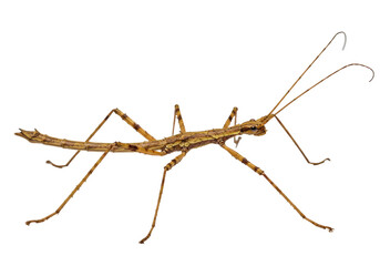 Isolated Walking Stick insect close-up studio shot with antennae, thorax, and legs details