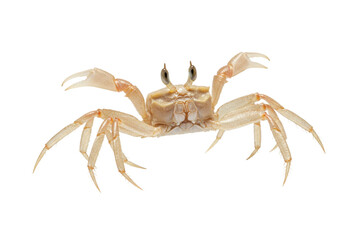 Isolated Crab with Long Eye Stalks and Claws on Display, Curious Coastal Creature