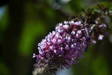 close up of a purple flower