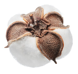 Fluffy cotton boll , bottom view isolated.