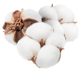 Fluffy cotton boll isolated.