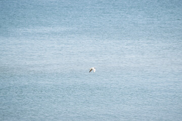 seagulls on the sea