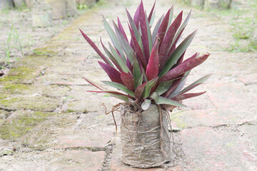 Tradescantia spathacea plant on bag in nursery