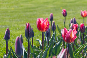 Open and Closed Purple-Pink Tulips with Green Field Background
