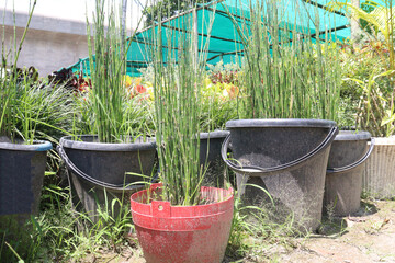 Rough Horsetail plant is a hydro hero